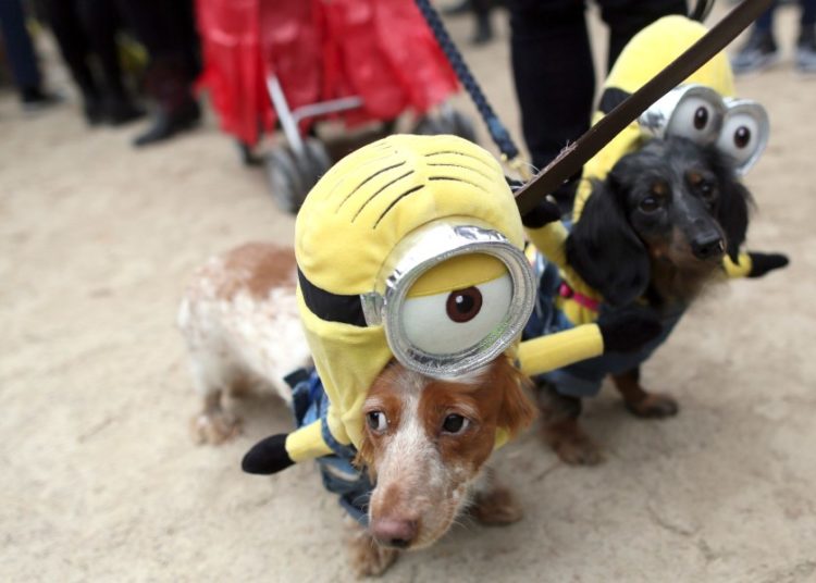 Here’s how to protect your pets during Halloween
