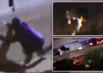 Horror as Cali. car thief seen getting mowed down and killed on live TV