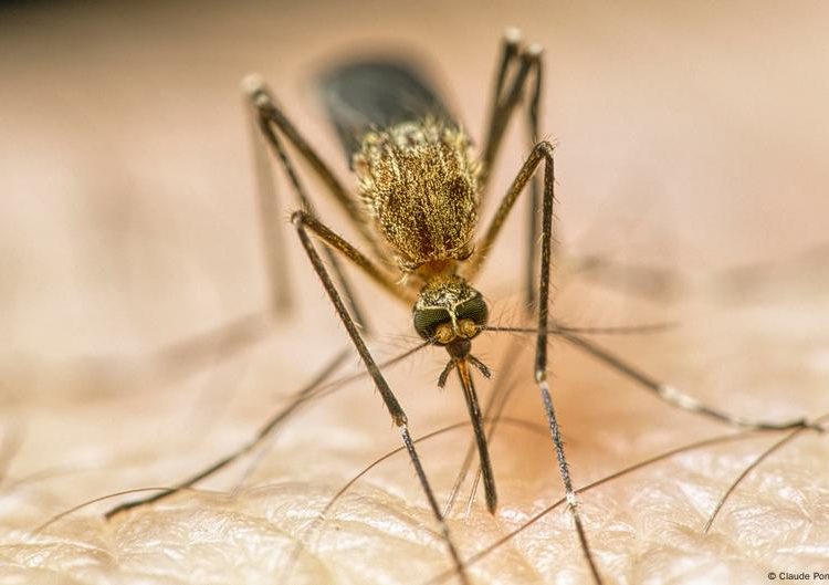 How climate change is making us sick