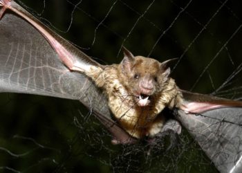 How tiny drones inspired by bats could save lives in dark and stormy conditions