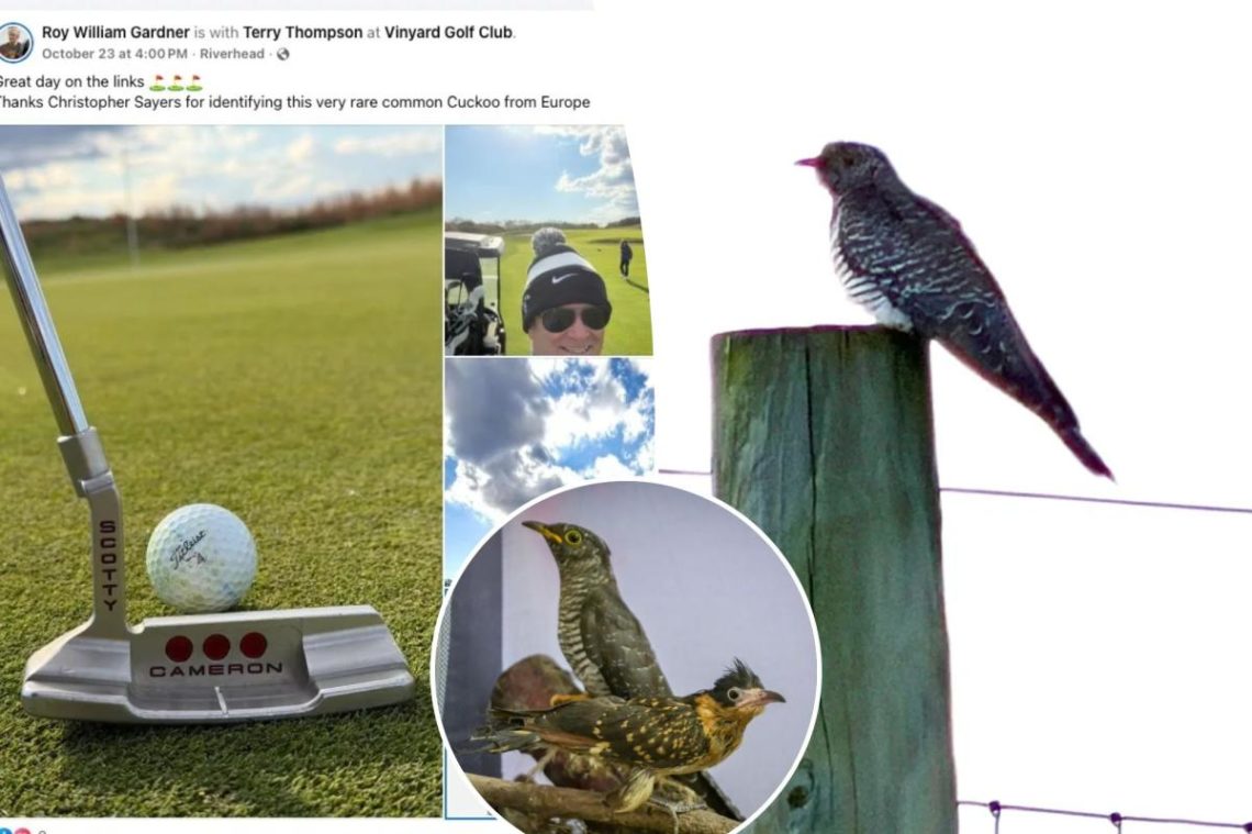 Hundreds of dedicated birders flock to Long Island after rare cuckoo bird spotted by golfer