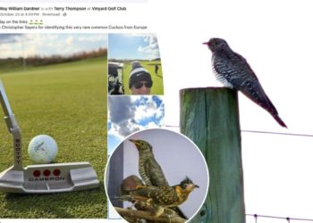 Hundreds of dedicated birders flock to Long Island after rare cuckoo bird spotted by golfer