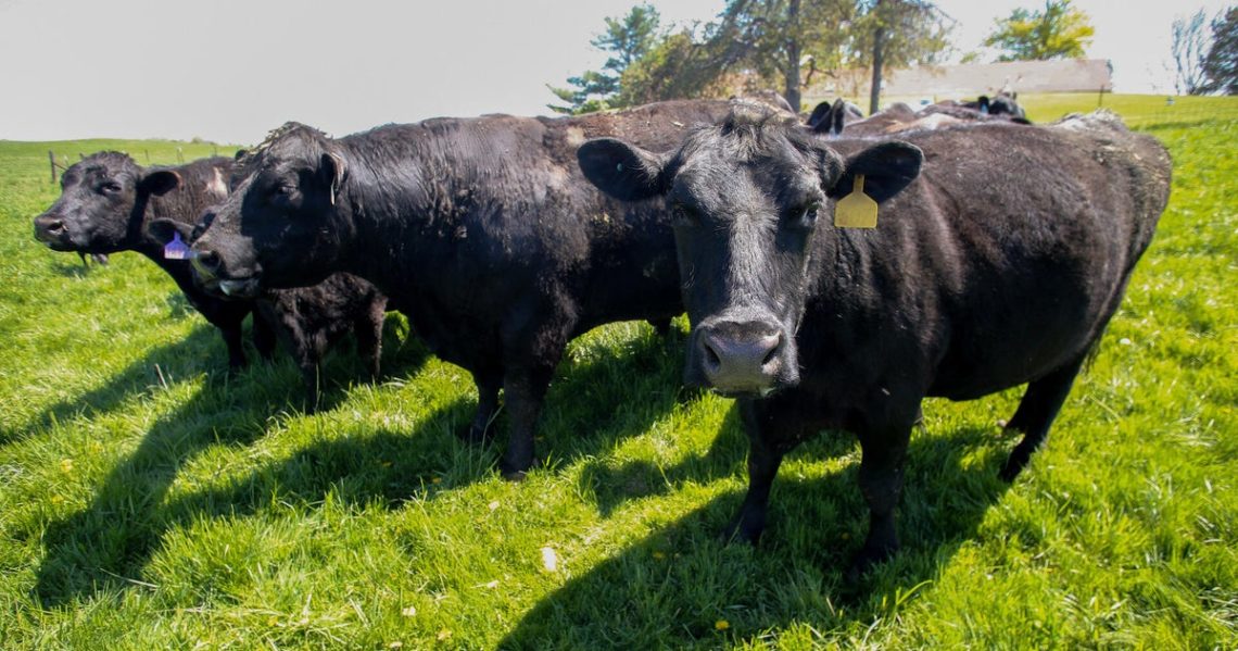 Iowa soybean farmers lost China as a buyer. Cattle was their backup plan.