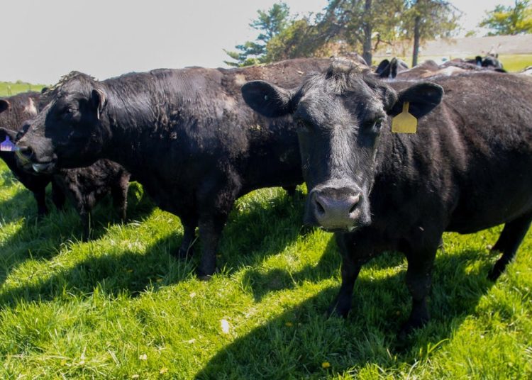 Iowa soybean farmers lost China as a buyer. Cattle was their backup plan.