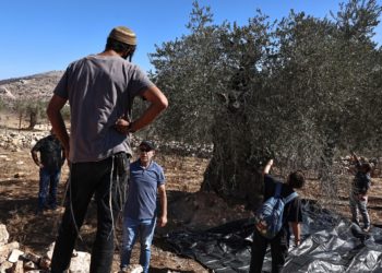 Israeli army, settlers target Palestinian olive harvesters in West Bank