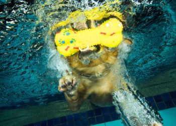 It Turns Out Dogs Can Actually Get Addicted to Their Favorite Toys