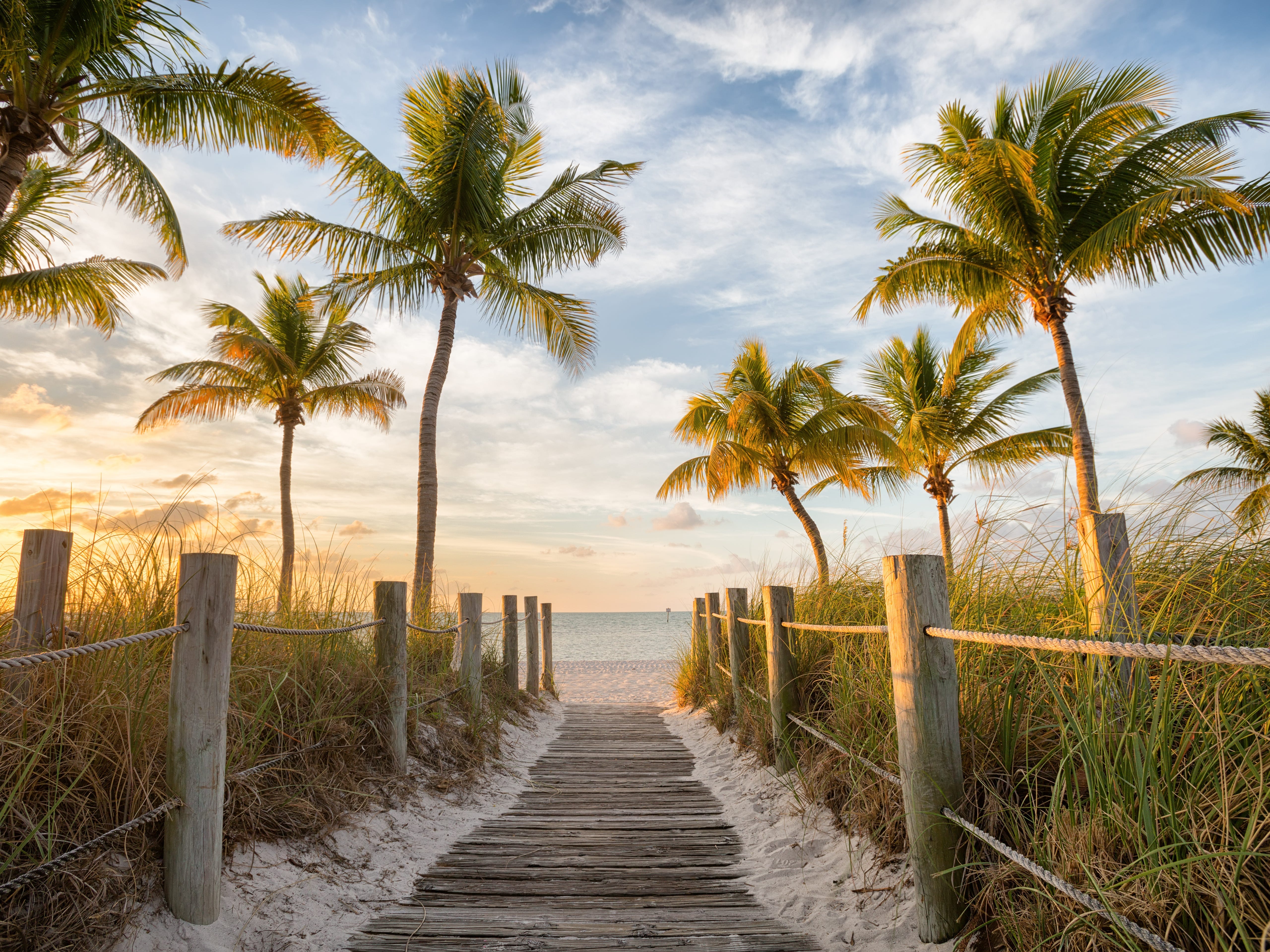 A pathway to the beach surrounded by dune grass and palm trees at sunset.