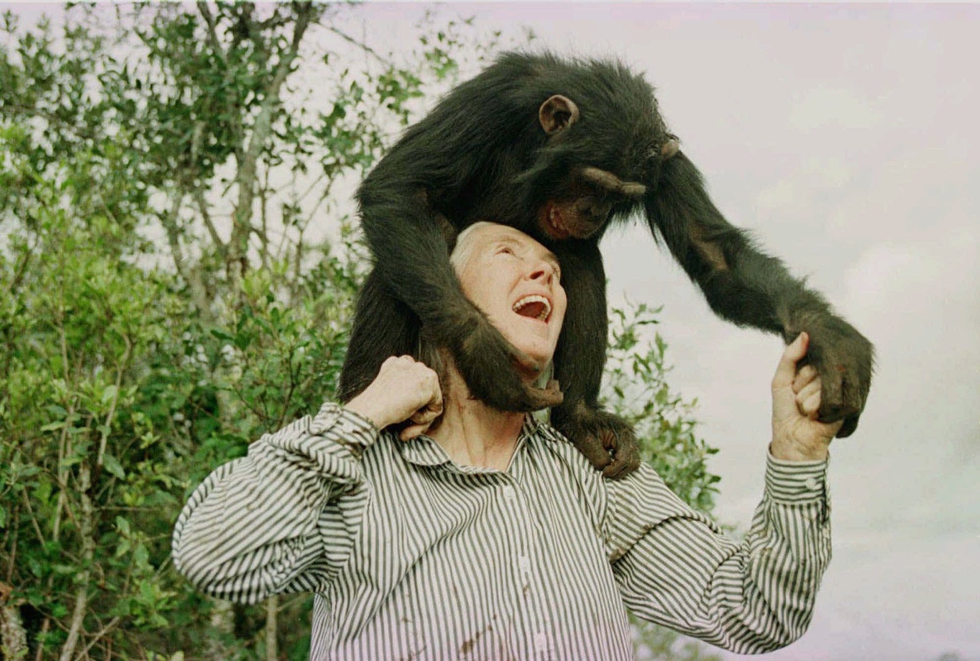 jane goodall chimpanzee kenya 1997