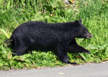 Japan to Send Troops to Help Stop Bear Attacks