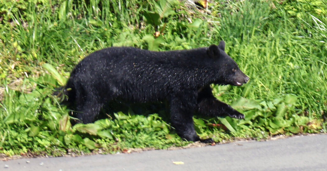 Japan to Send Troops to Help Stop Bear Attacks