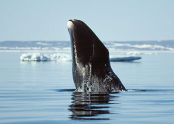 Life Lessons from (Very Old) Bowhead Whales