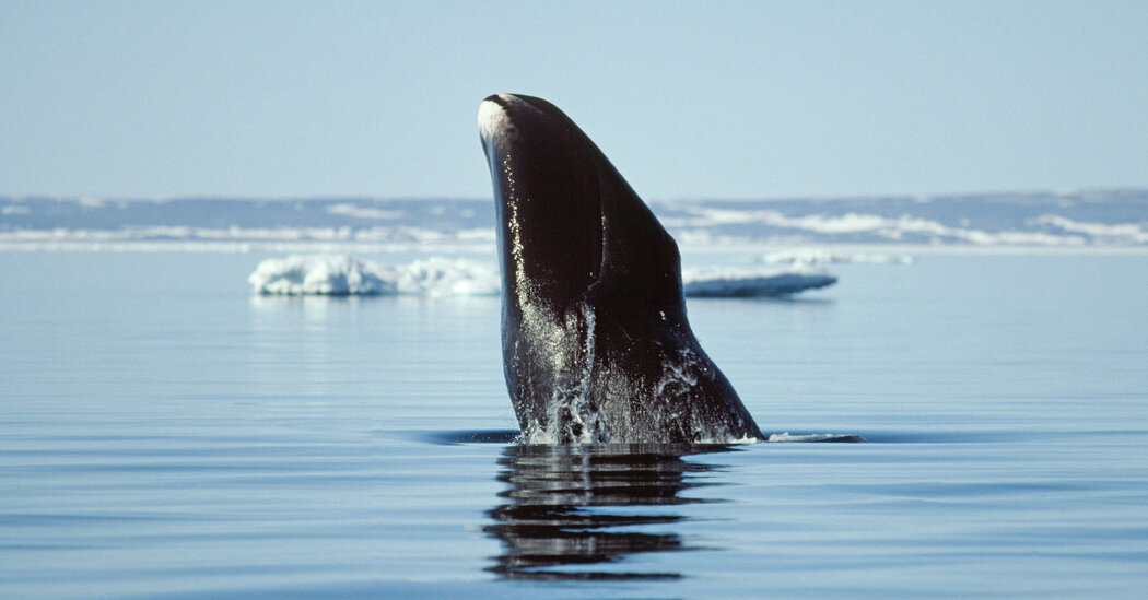 Life Lessons from (Very Old) Bowhead Whales