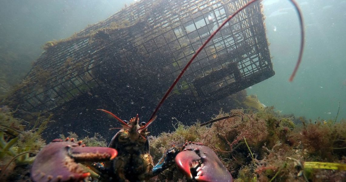 Lobster population falls off New England, leading regulators to declare overfishing