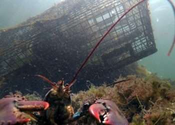 Lobster population falls off New England, leading regulators to declare overfishing