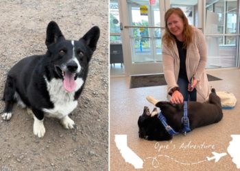 Lost dog found 2,000 miles away from home after running away during a storm