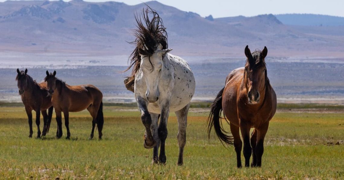 Majestic wild horses are trampling Mono Lake’s otherworldly landscape. The feds plan a roundup