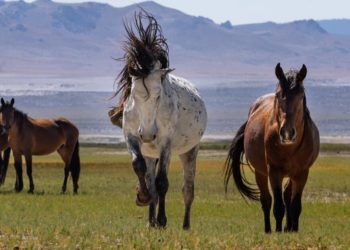 Majestic wild horses are trampling Mono Lake’s otherworldly landscape. The feds plan a roundup