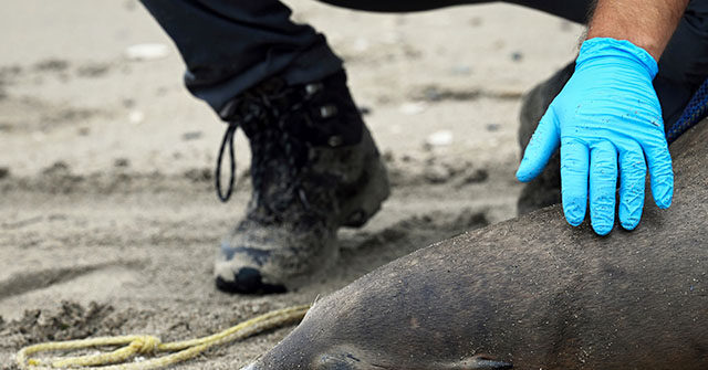 Marine Mammals Facing Deadly Disease Threats on the California Coast