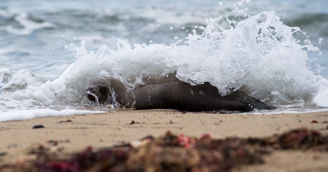 Marine mammals are dying in record numbers along the California coast