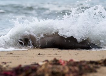 Marine mammals are dying in record numbers along the California coast