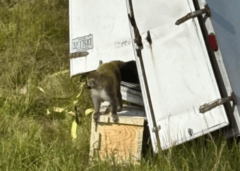 Monkeys escape after crash in Jasper County