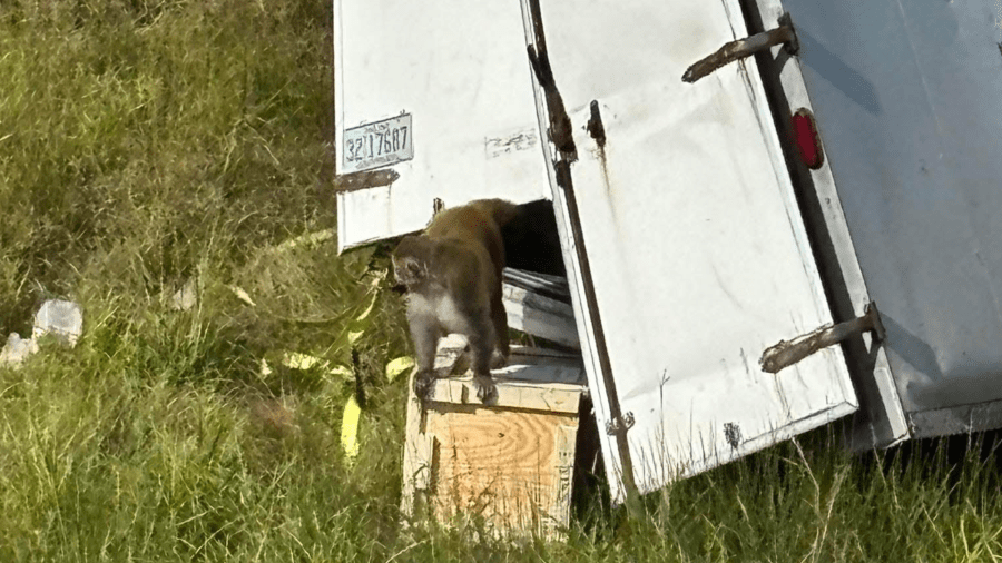 Monkeys escape after crash in Jasper County