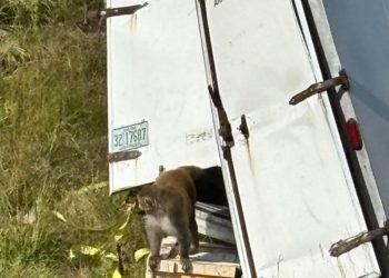 Monkeys who escaped after truck overturned have been killed, 1 still missing