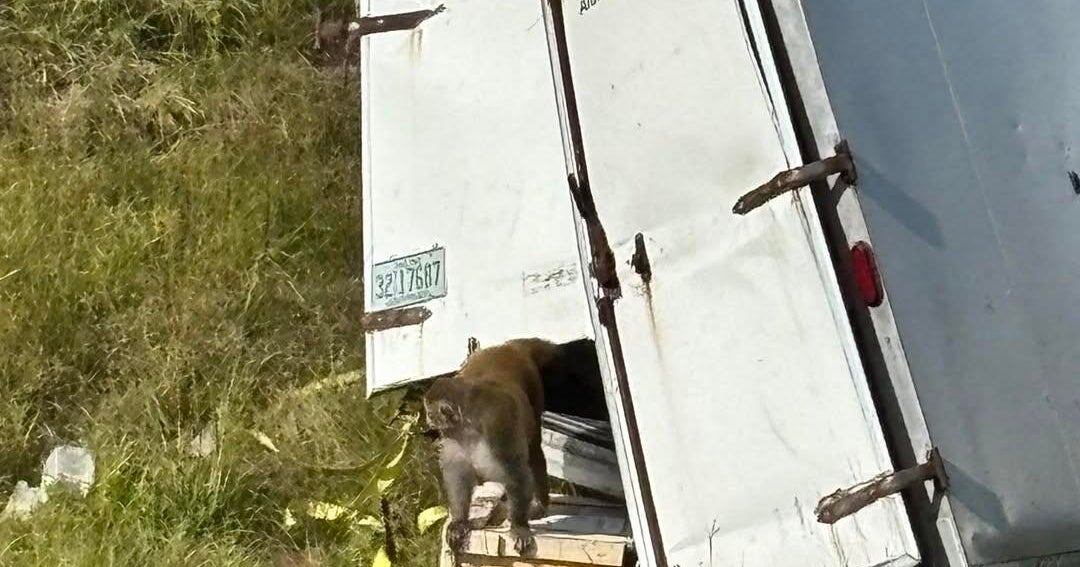 Monkeys who escaped after truck overturned have been killed, 1 still missing