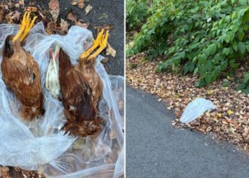 Mutilated birds found drained of blood in NY as dark rituals suspected