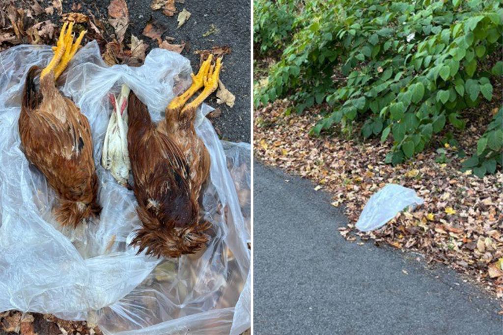 Mutilated birds found drained of blood in NY as dark rituals suspected