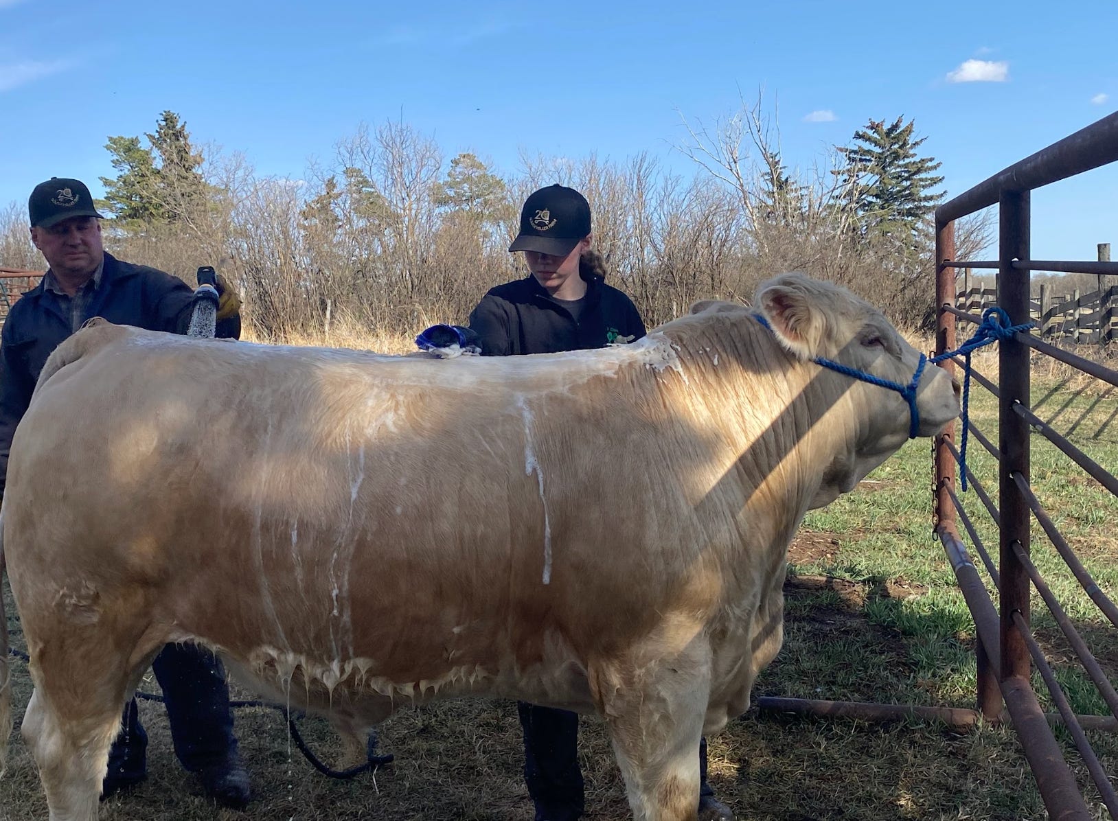 The writer's daughter helps clean a cow on the farm.