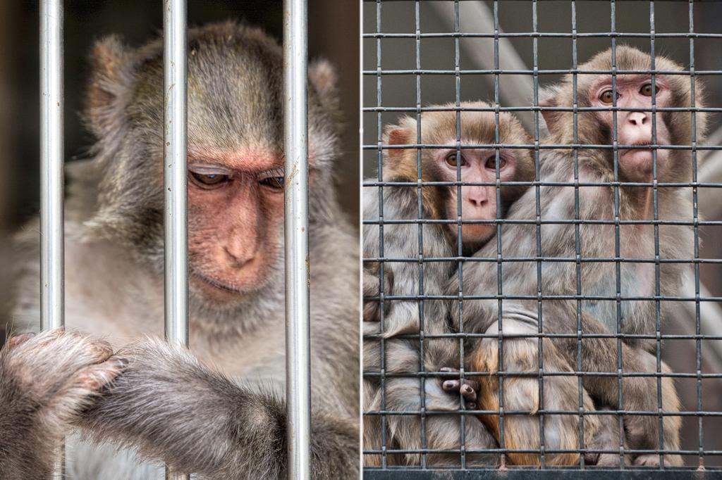 New Jersey man sentenced for serving as moneyman behind sick “monkey crushing” videos