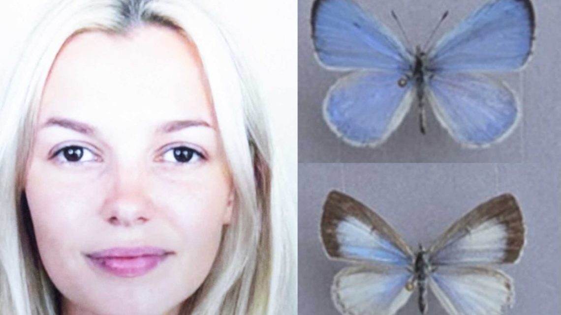 New butterfly species named in honor of Ukrainian woman brutally murdered on Charlotte light rail