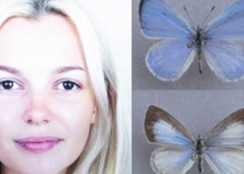 New butterfly species named in honor of Ukrainian woman brutally murdered on Charlotte light rail