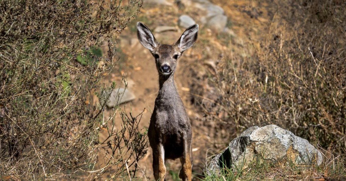 New conservation plan seeks to shoot Catalina’s deer on the ground instead of from helicopters