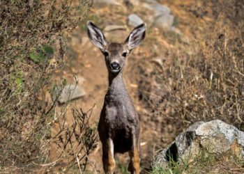 New conservation plan seeks to shoot Catalina’s deer on the ground instead of from helicopters