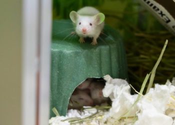 Pasadena Humane rescues nearly 100 small pets from single home