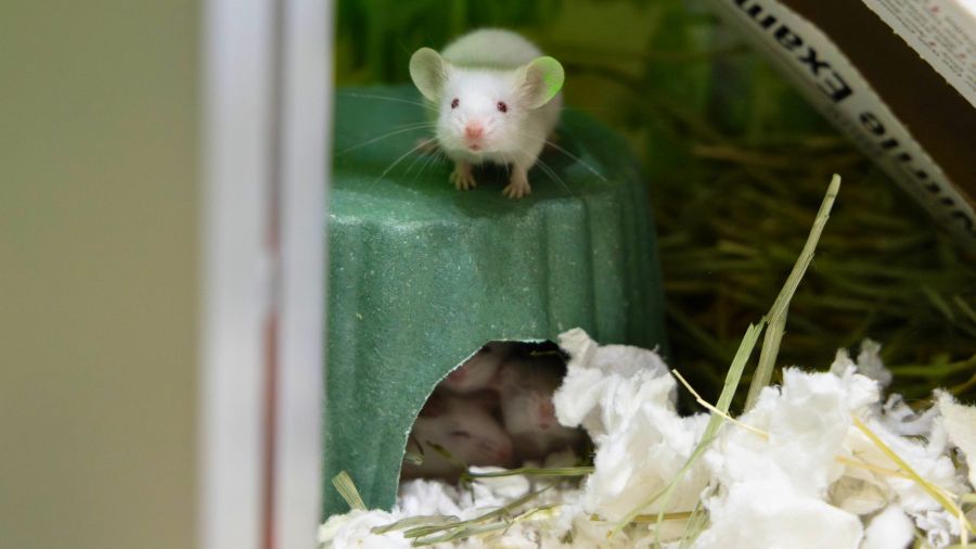 Pasadena Humane rescues nearly 100 small pets from single home