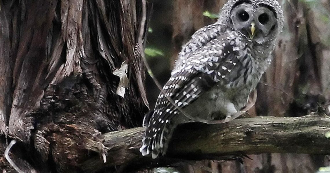 Plan to kill 450,000 owls creates odd political bedfellows — loggers and environmentalists
