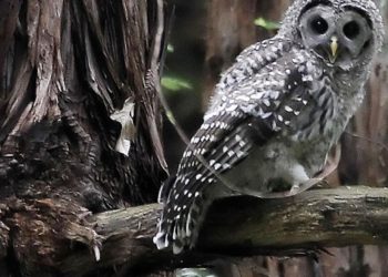 Plan to kill 450,000 owls creates odd political bedfellows — loggers and environmentalists