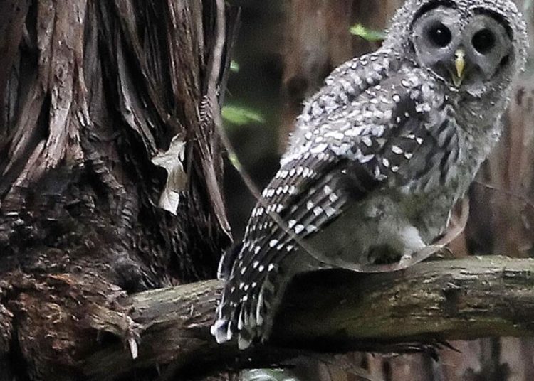 Plan to kill 450,000 owls creates odd political bedfellows — loggers and environmentalists