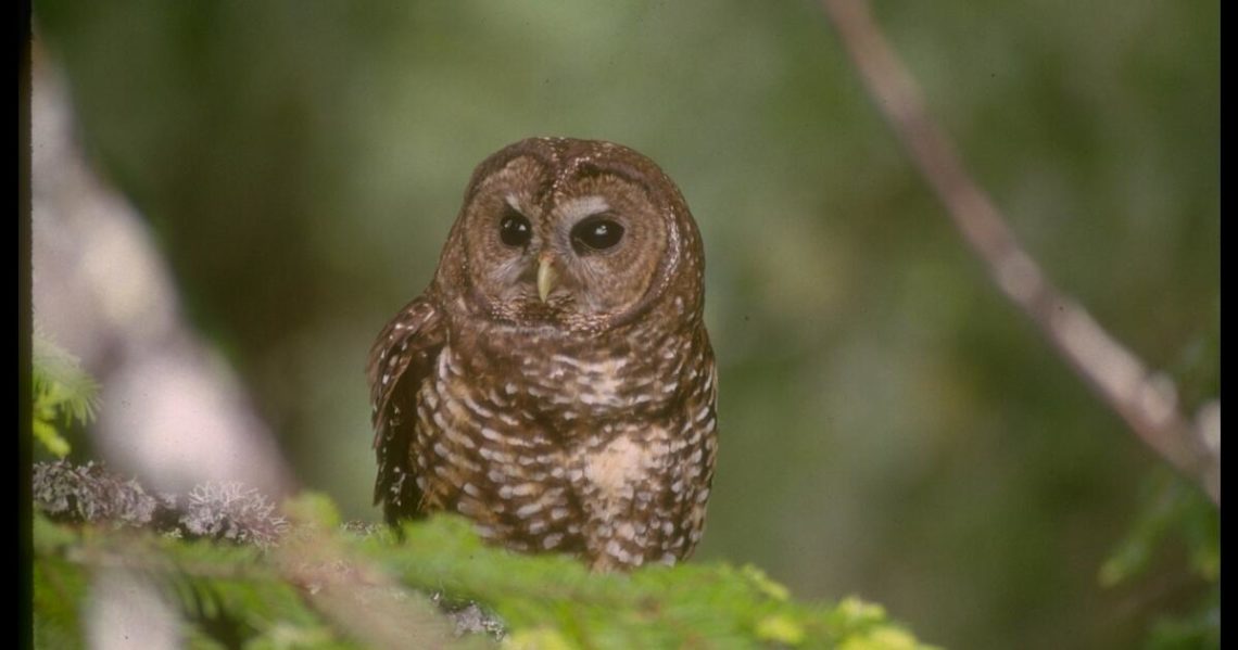 Plan to kill 450K owls pushes past major obstacle with Republicans both for and against