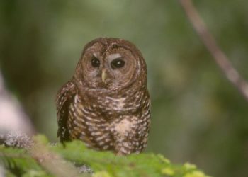Plan to kill 450K owls pushes past major obstacle with Republicans both for and against
