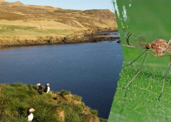Popular travel destination loses mosquito-free status after insects spotted
