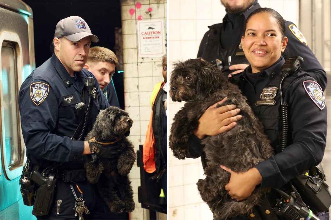 Puppy escapes from Manhattan doggy daycare, gets stuck under subway train — and is rescued by NYPD: new vid