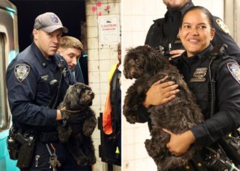 Puppy escapes from Manhattan doggy daycare, gets stuck under subway train — and is rescued by NYPD: new vid