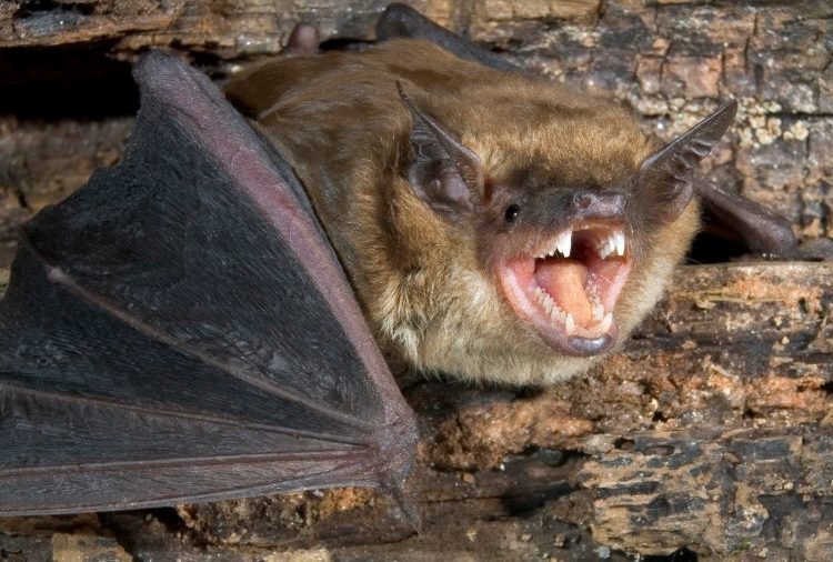 Rabid bat cases are rising in this Southern California county