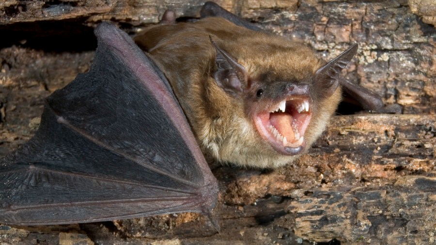 Rabid bat cases are rising in this Southern California county