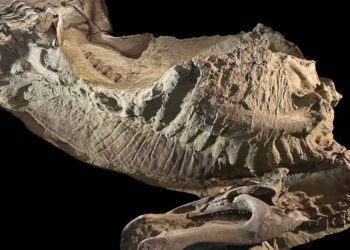 Rare dinosaur mummies help scientists recreate their prehistoric lives