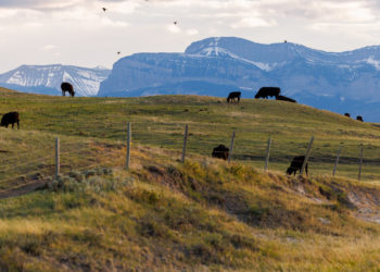 Republicans in Congress Show Signs of Angst Over Trump’s Trade War